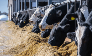 Producción lechera crece casi 20 % en mayo